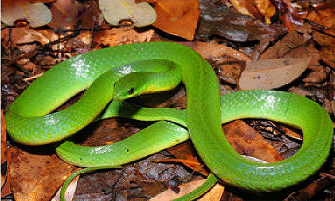 Are more colorful snakes more dangerous?Can color be used as a ...