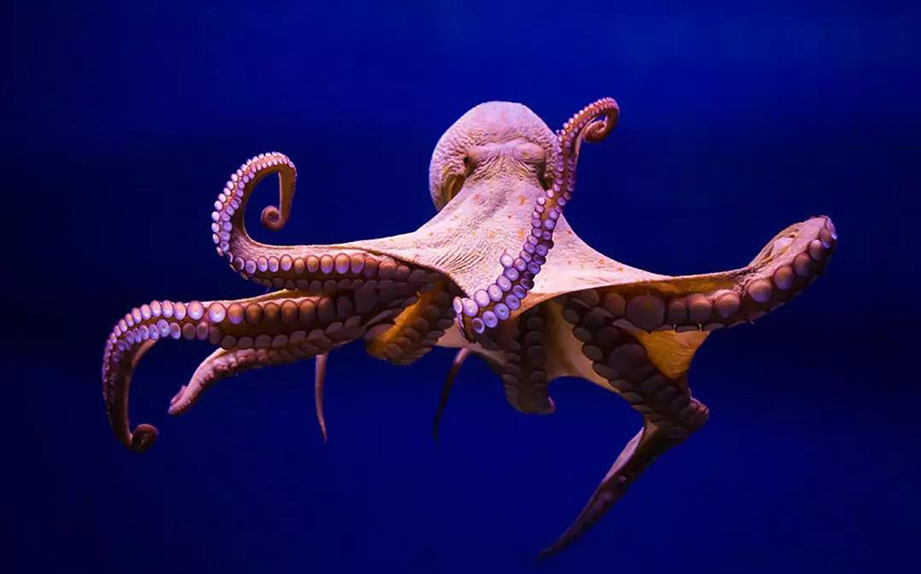 Why are octopuses so smart? Why did the octopus with such a high IQ not