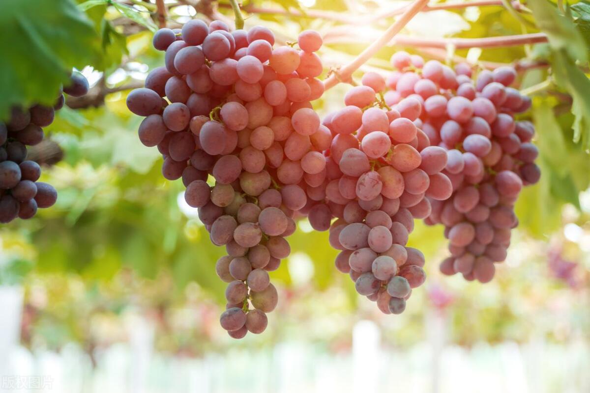 The difference between raisins and grapes iNEWS