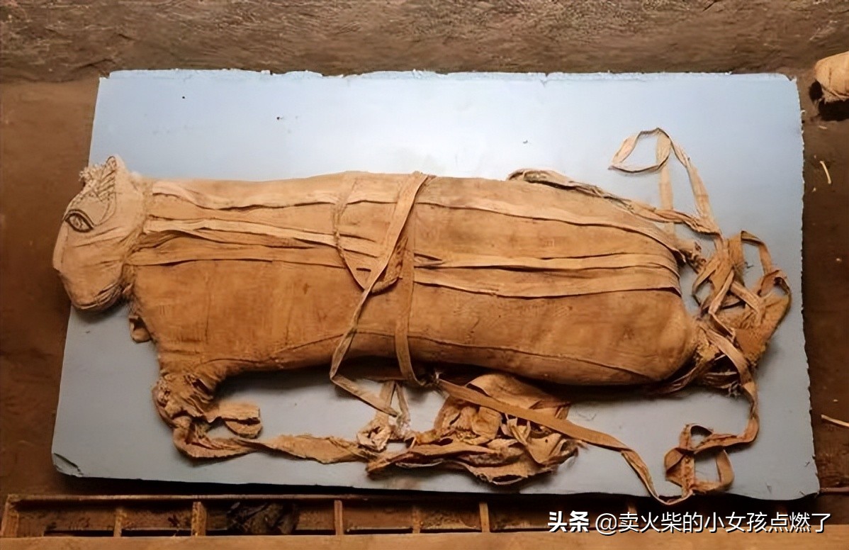 Demystifying ancient Egyptian "animal mummies" Why did the ancient