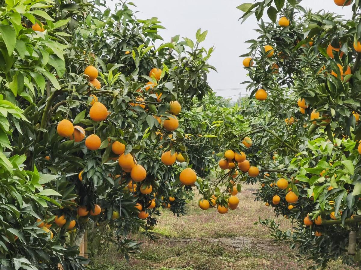 What is the difference between navel oranges, ponkans and tangerines