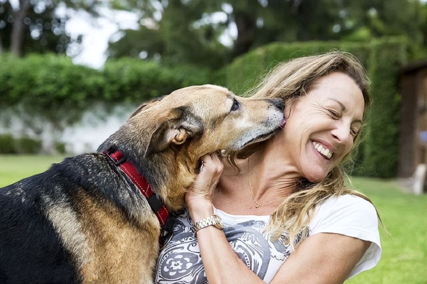 How do dogs recognize their owners? Is it by appearance? iNEWS