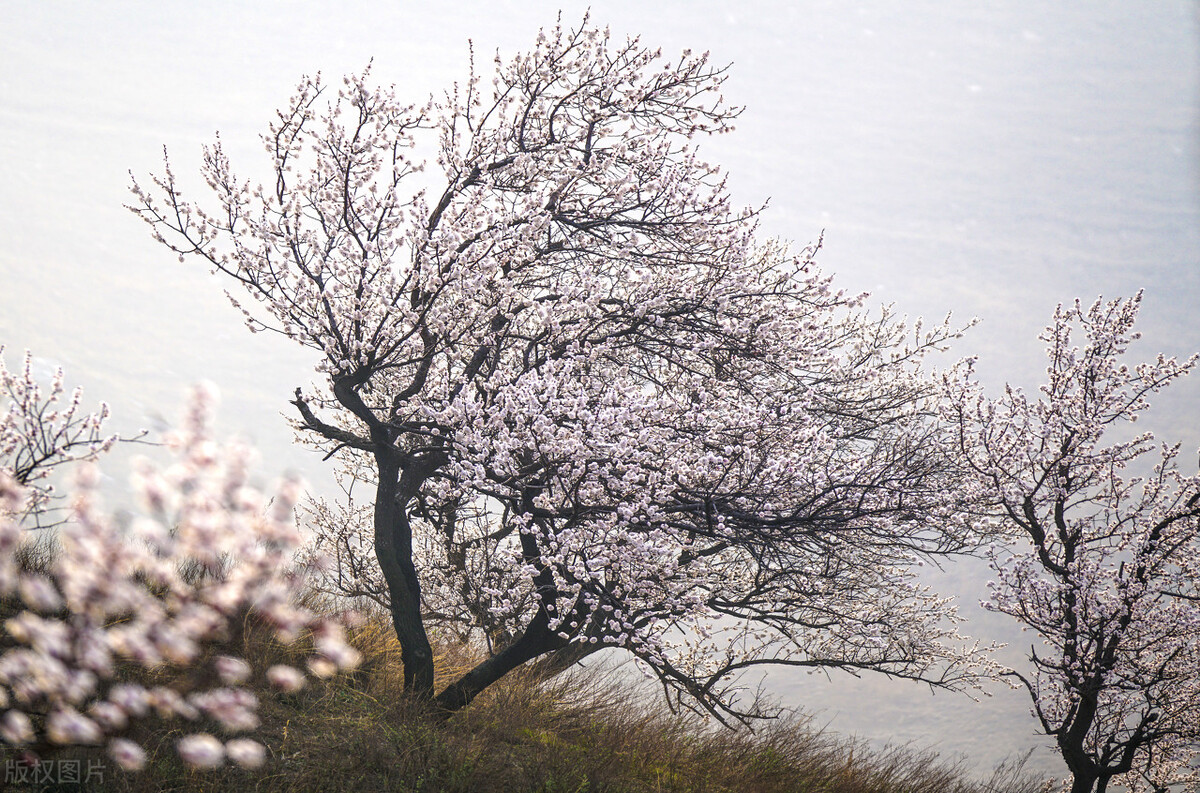 Yu Haixia, President of Weidu District Poetry Society - iMedia