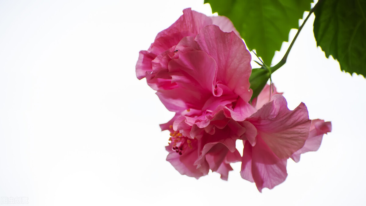 How to prevent buds from falling and falling leaves in autumn and