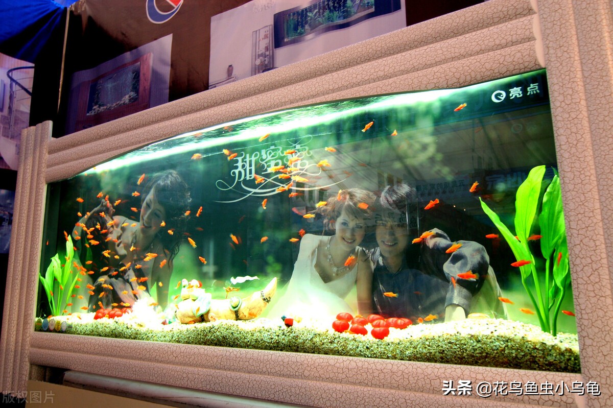 Why does fish tank water turn green?Can green water support fish? iNEWS