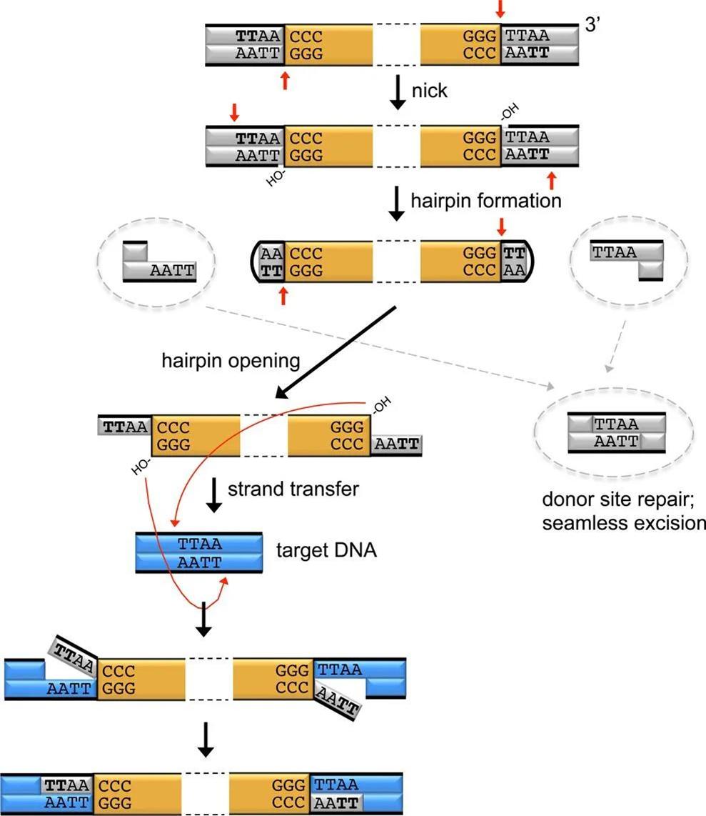 PiggyBac Transposon Technology for Construction of 20211213 Cell ...