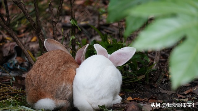 A rabbit makes a best friend, and she is a rabbit person! Relationships ...