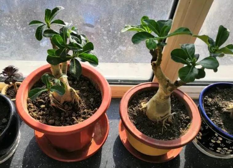 Why does desert rose drop leaves and how to solve it? iMedia