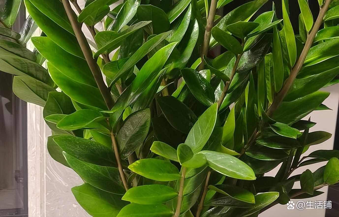 How to make money tree leaves green?Use the right fertilizer in the