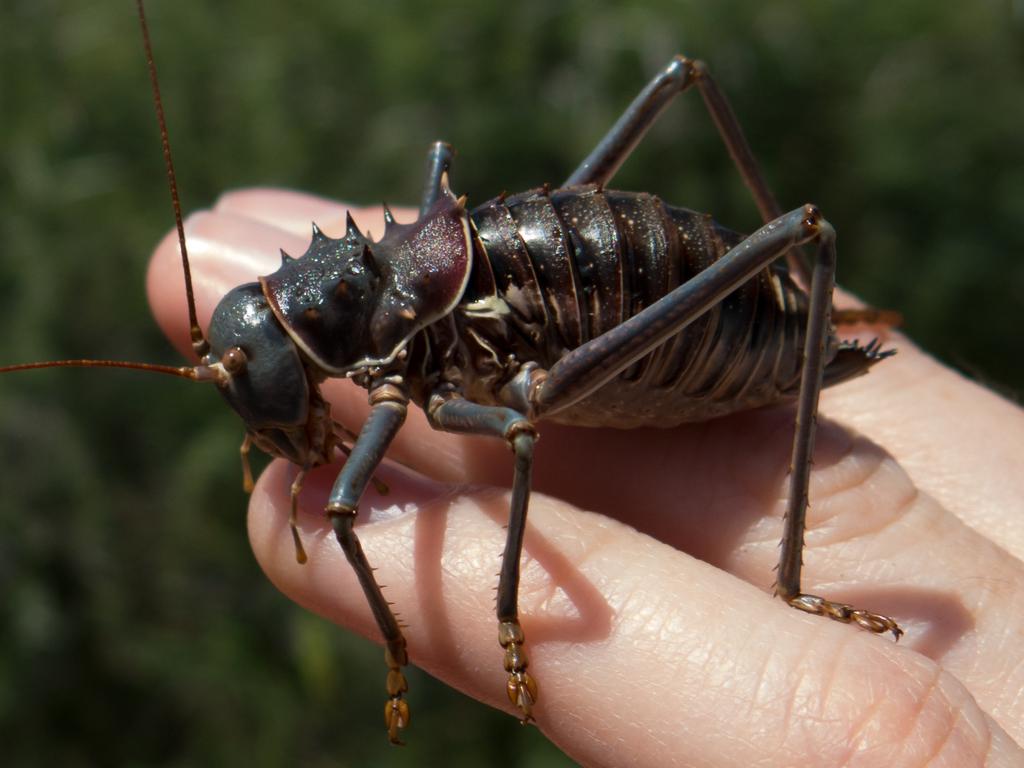 Spikes and Malice, Armored Forest Crickets: Invincible Fighting ...