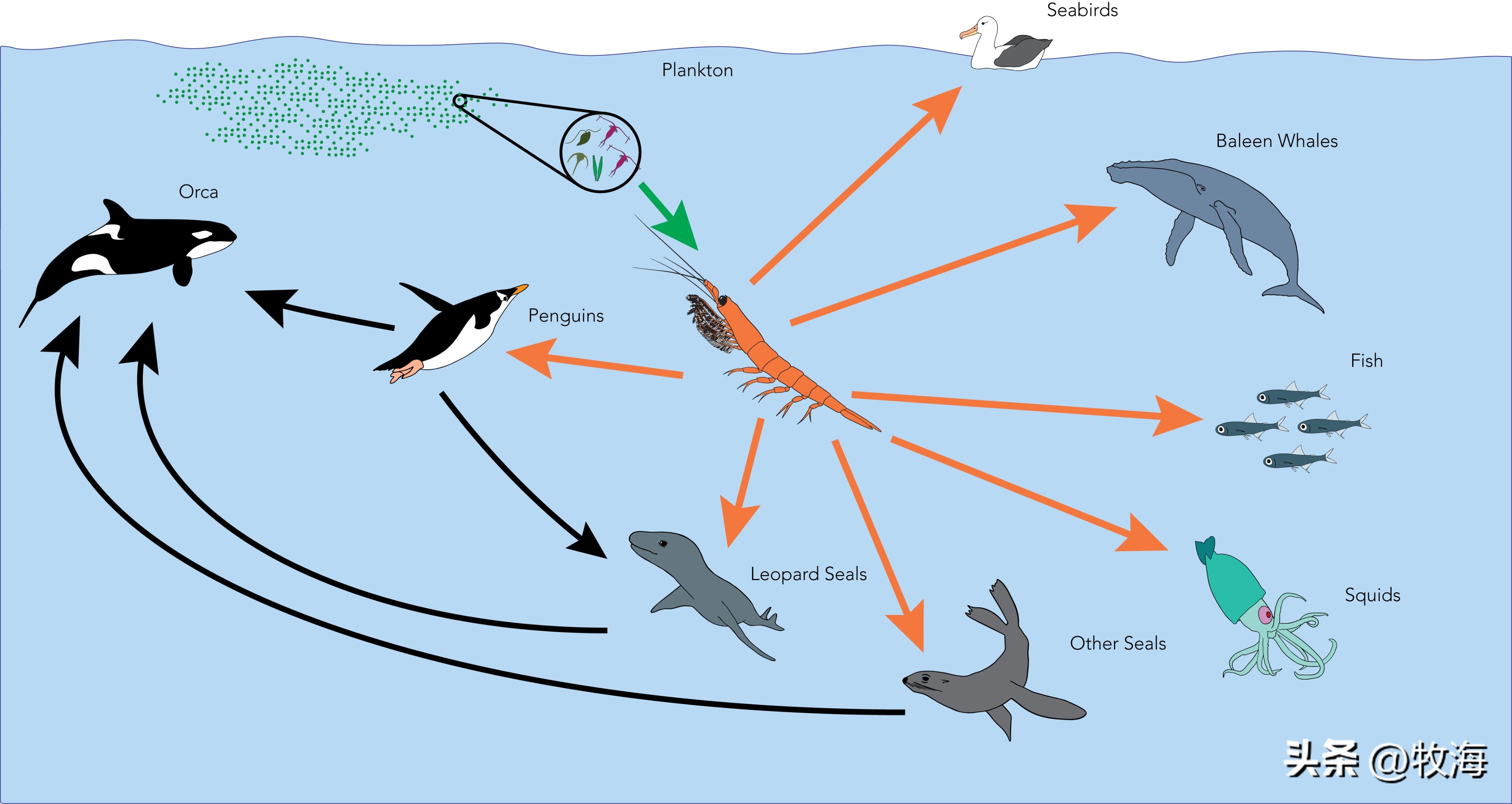 Antarctic krill: 380 million tons of 