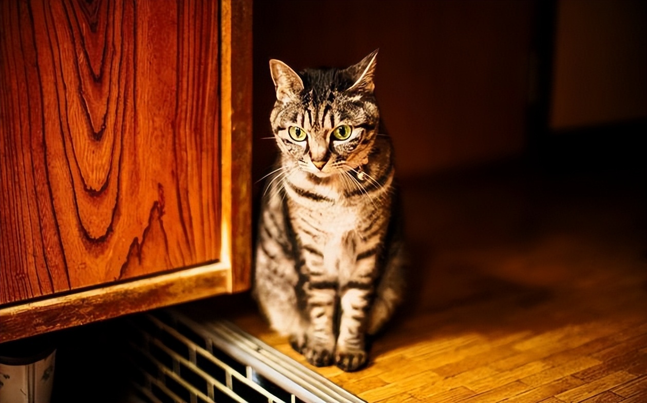 With the holidays approaching, how many days can cats stay at home? iNEWS