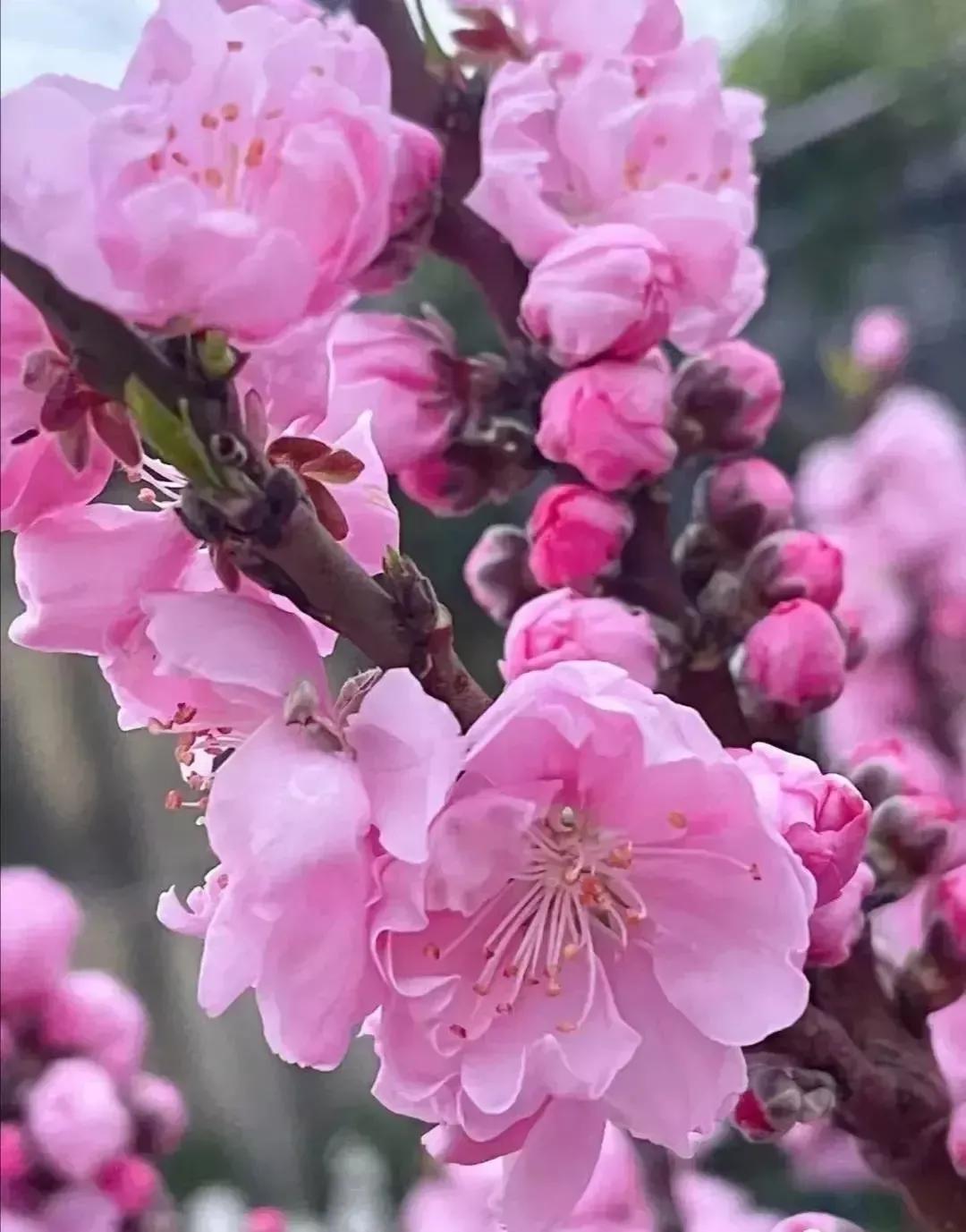 柳梢青·譴斥詩壇亂象(《詞林正韻·第六部第十三部》正體) - 資訊咖