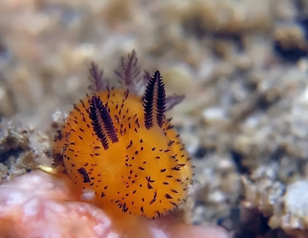 Gene Thief - Sea Rabbit - iNEWS