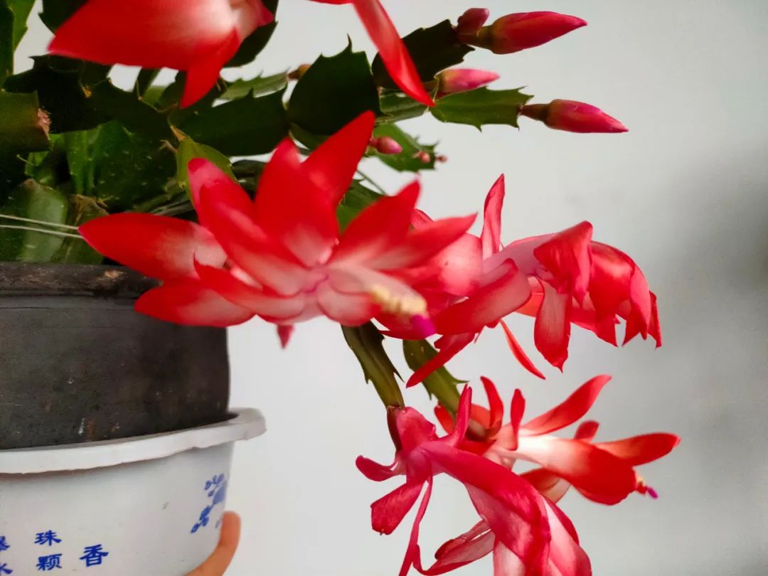 These 3 kinds of "unpleasant" flowers should not be kept in the living