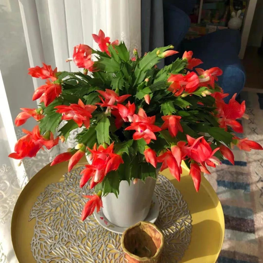 Raising crab claw orchid, don't rush to do 4 things, otherwise it will