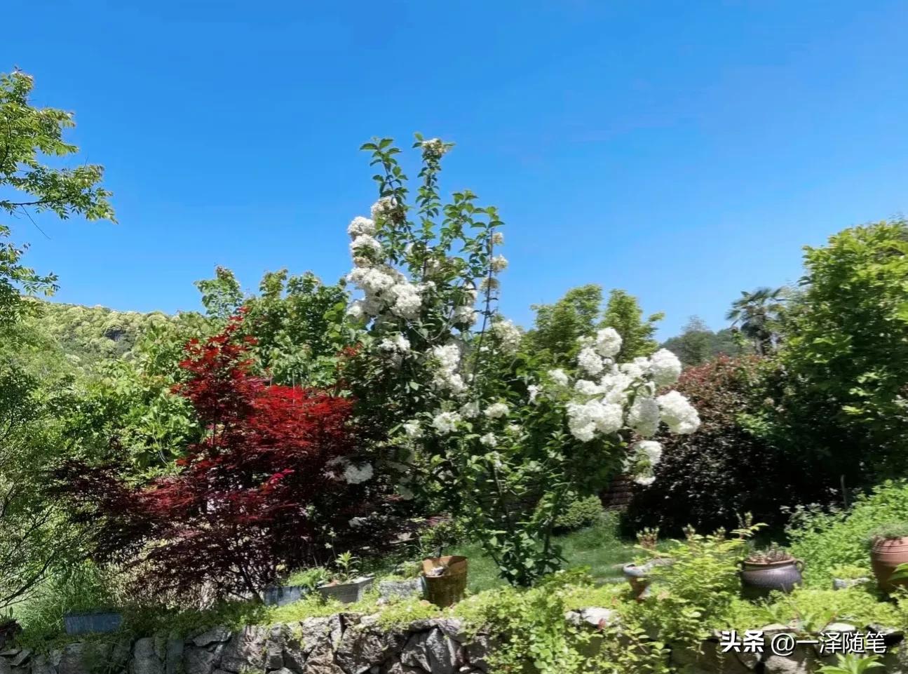 Meet my Hyun Bin, in another secret garden with roses and swings. iNEWS