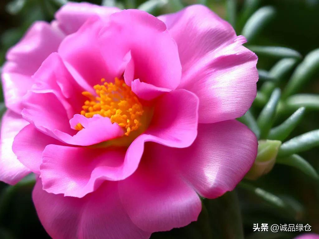 Sunflower A Magical Flower That Follows the Sun iMedia