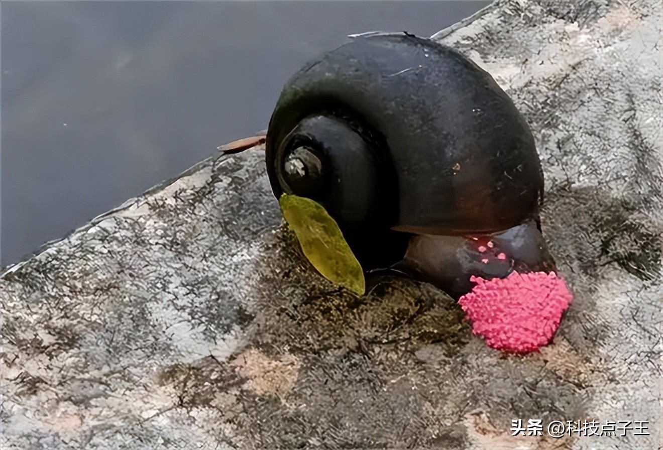 The natural enemy of apple snails is in India?The apple snail, which