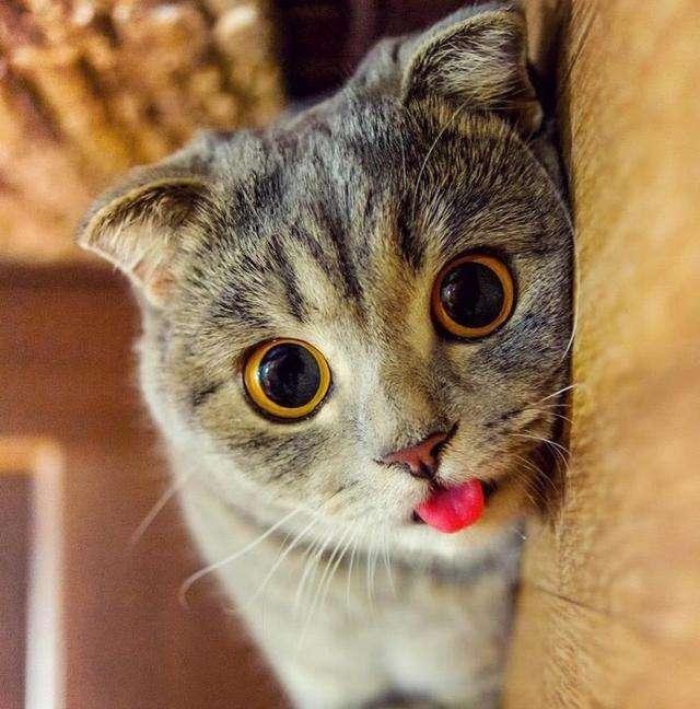 What to do if the cat likes to bite?try these methods iNEWS