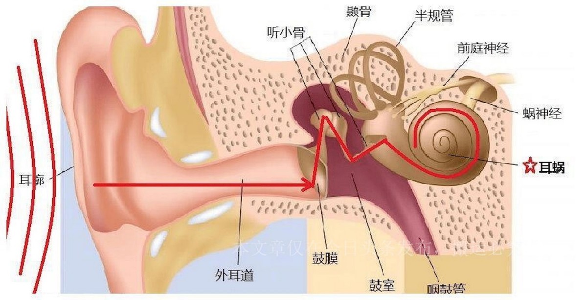 What are the harms of bone conduction earphones to the human body? What