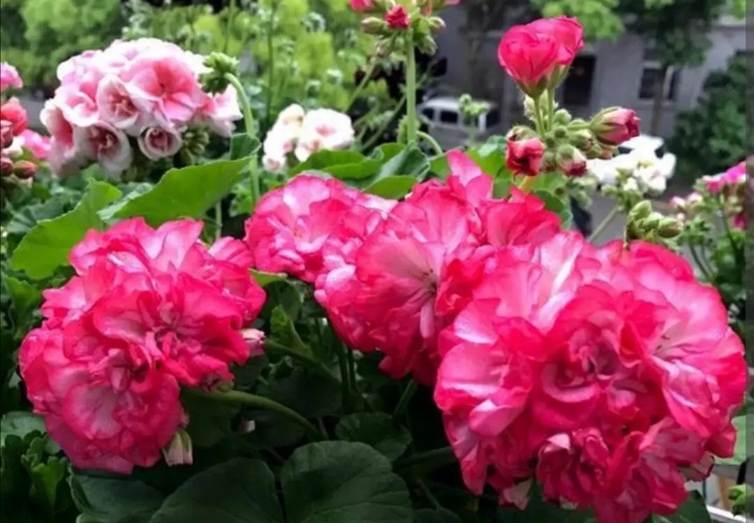 To raise geraniums in September, don't just water, add 1 kind of ...