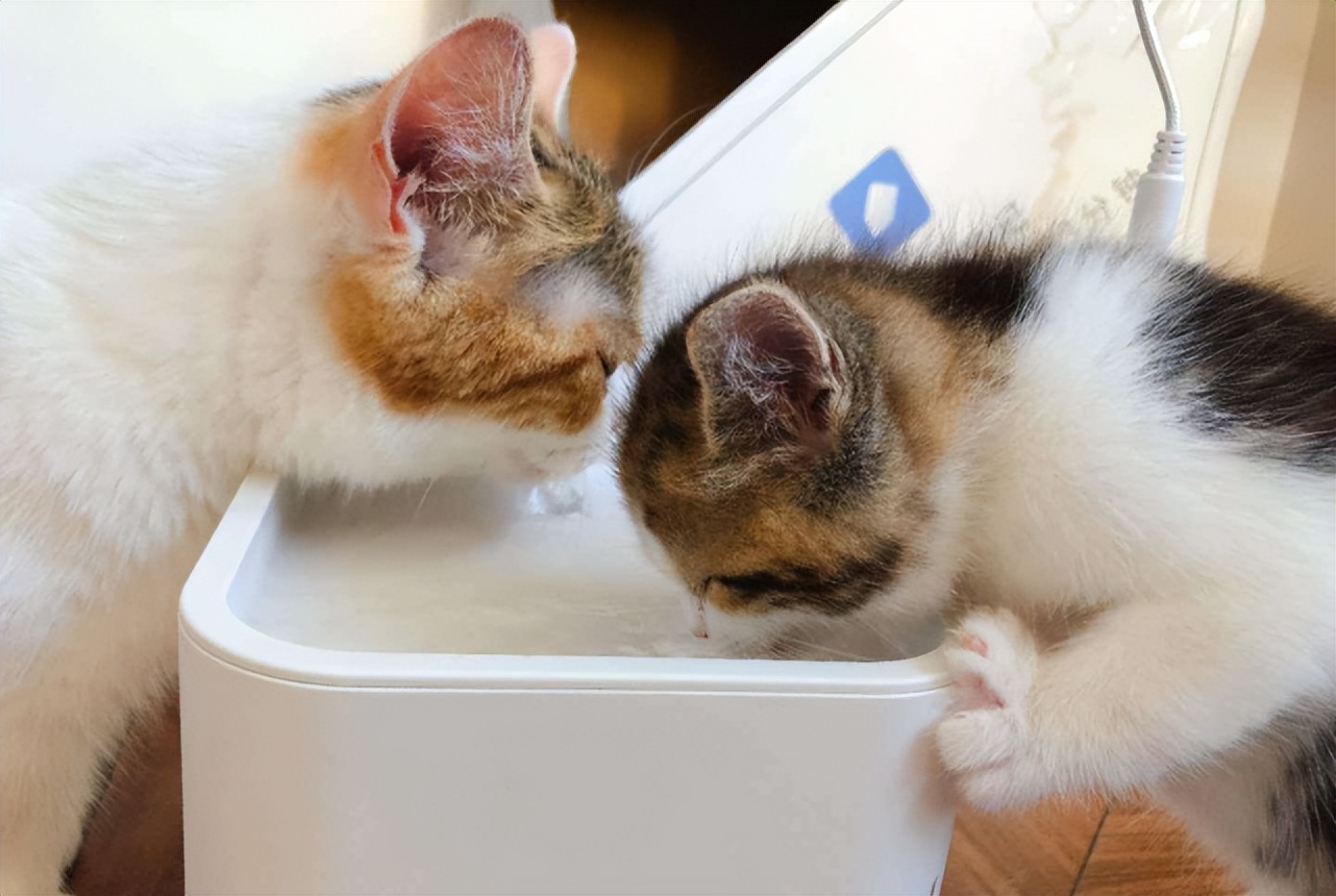 Cats don't like drinking water, try these methods iNEWS