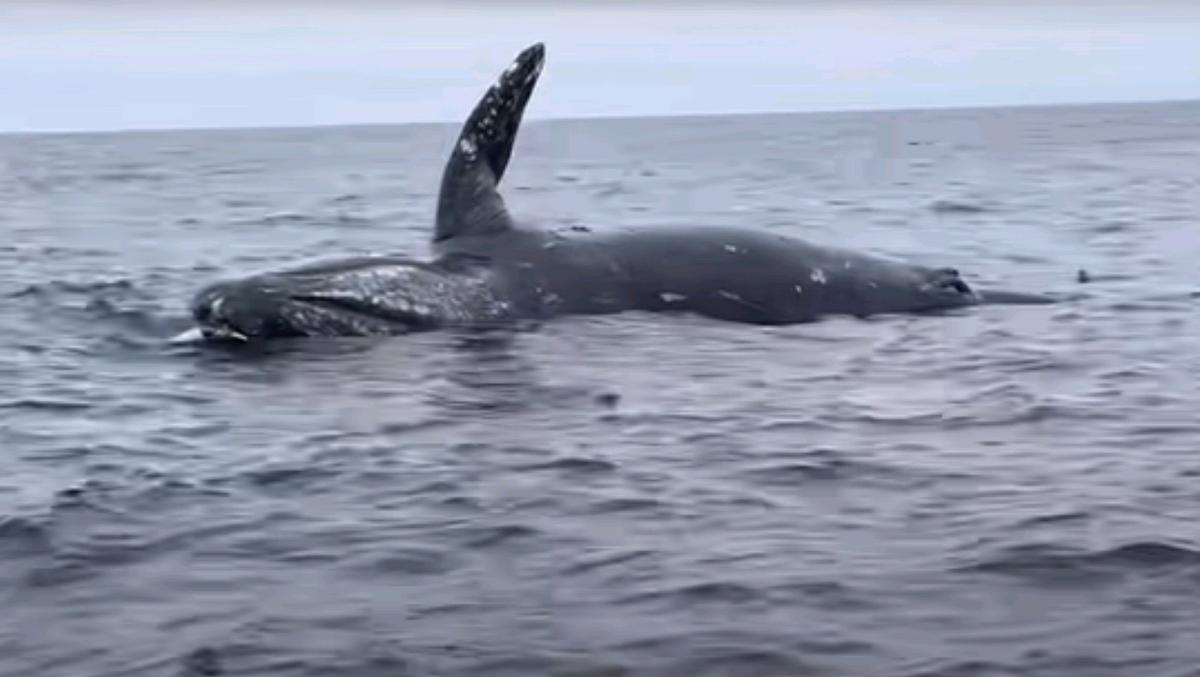 How scary is the whale explosion?The whale blew itself up in the sea ...