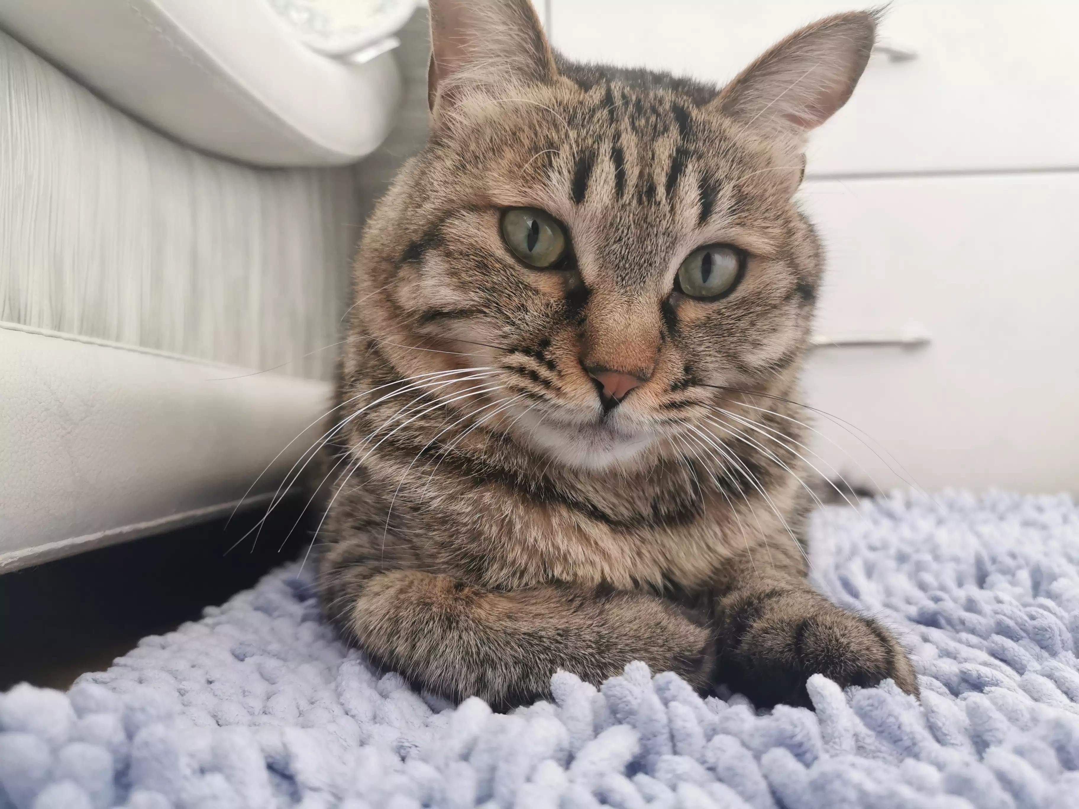 What you need to know about getting a cat for the first time iNEWS