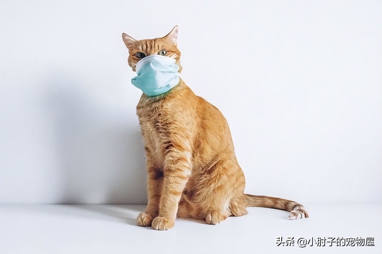 A mustsee guide to cat colds, easy to understand and deal with cat