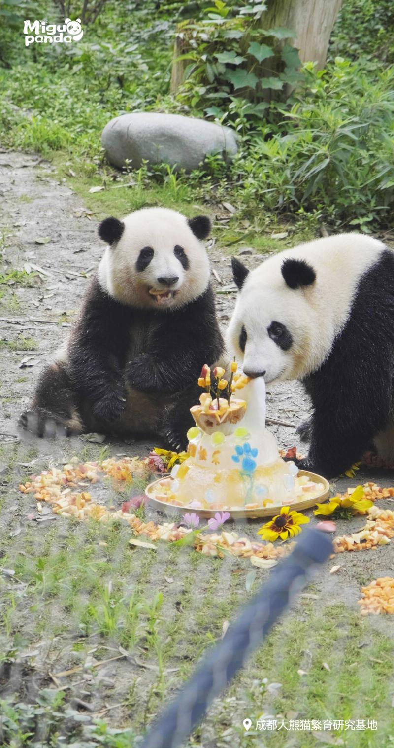 Giant Pandas Menglan, Huahua, and Ye celebrate their birthdays on the ...