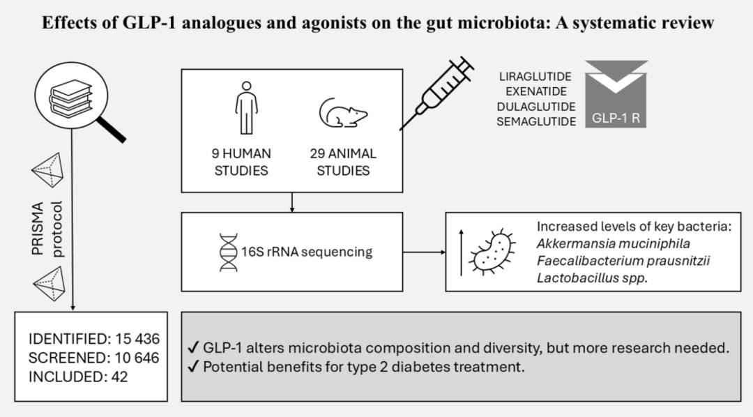 The Connection Between GLP-1 and Your Gut Microbiome