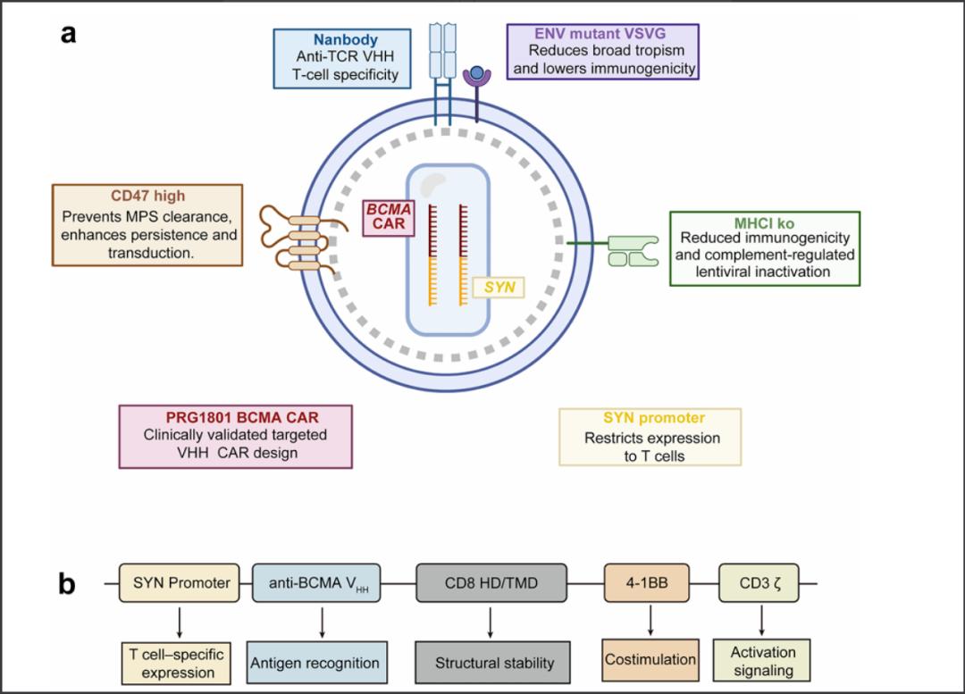 Nature Medicine: AstraZeneca's latest clinical data on in vivo CAR-T therapy shows effectiveness, but one death has been reported.