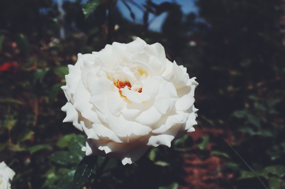 图虫静物摄影：理光GR拍花花