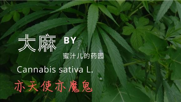 大麻 植物名 头条百科